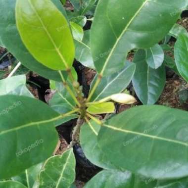 Bibit Tanaman Hias Bunga Tabebuya Ungu dan atau Putih Okulasi