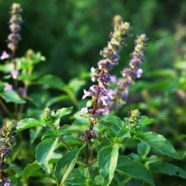 Bibit Tanaman Herbal Kemangi Tulsi Kemangi Ungu Selasih Ungu