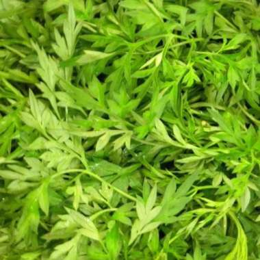 Sayur Daun Kenikir Segar Per Ikat