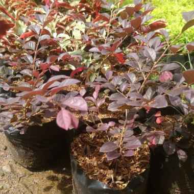 Bunga Pitaloka Tanaman Hias Pitaloka atau serut merah Chinese fringe aneka Bibit