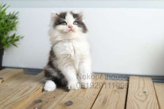 Kucing Kitten Persia Medium, Flatnose, Peaknose, Ragdoll, Himalaya Lucu Gemes