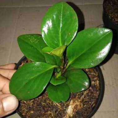 Peperomia Hijau Tanaman Hias Indoor Mini