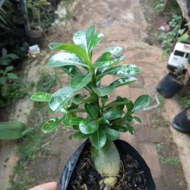 Tanaman Hias Bonsai Adenium//Adenium Bonsai