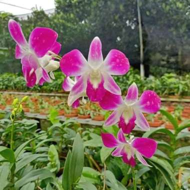 Tanaman Hias Anggrek Dendrobium Sonia