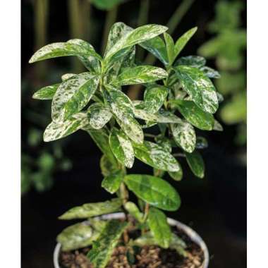 Tanaman hias asoka variegata