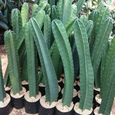 Tanaman Kaktus Koboi - Kaktus Belimbing