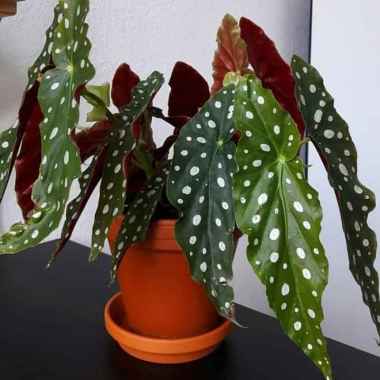 Tanaman Hias Begonia - Begonia Polkadot - Begonia Folkadot - Begonia Maculata - Maculata Mocca