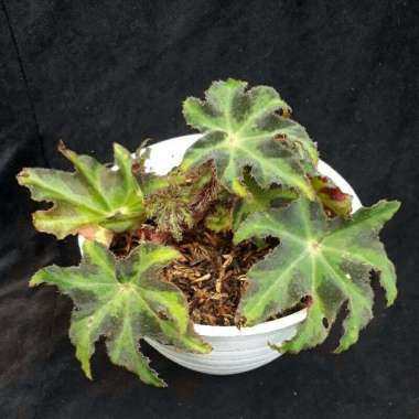 Tanaman Hias Begonia Heracleifolia-Tanaman Begonia Bintanh