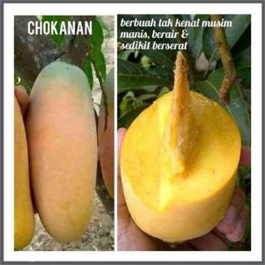 bibit mangga chokanan