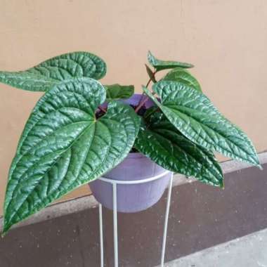 Tanaman hias anthurium sirih - tanaman anturium sirih - anthurium sirih 6266