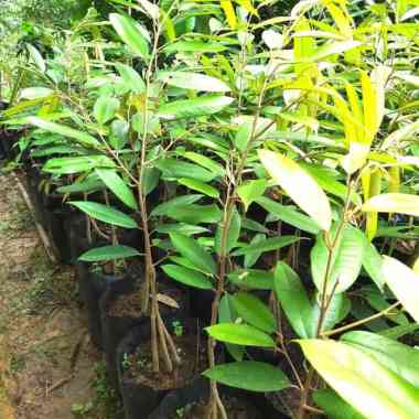 Bibit durian Montong Super