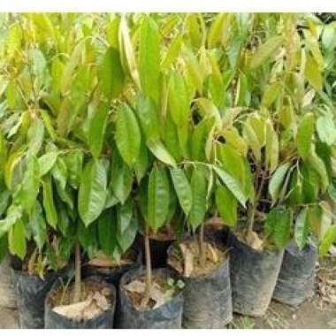 Bibit Pohon Durian Bawor | Bibit Durian Unggul