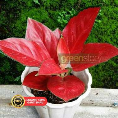 Suksom Merapi Merah terang aglonema | caladium | monstera | calathea | sri rezeki | philodendron