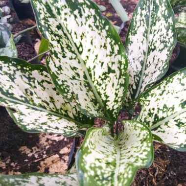 aglonema snow white | aglonema snow white murah | aglonema murah | aglaonema | aglaonema murah Sweet