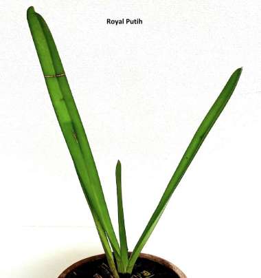 TANAMAN HIAS ANGGREK HUTAN