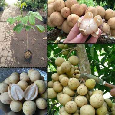 Azzahra berkah bibitku Tanaman Buah Duku Komering Indonesia