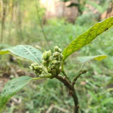 Bibit Alpukat SAB 034 valid