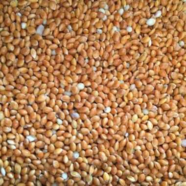 Millet merah - Milet merah pakan burung kenari lovebird finch sekilo