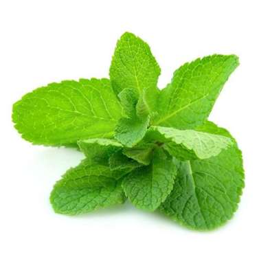 Jual Daun Mint Terbaru Harga Murah Blibli Com