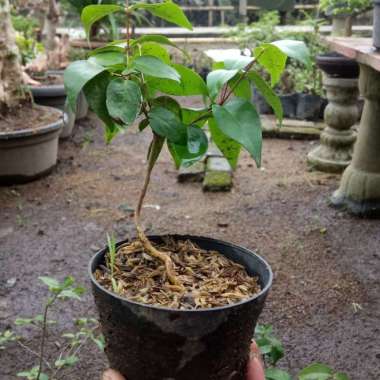 Jual Bibit Tanaman Bonsai Online Harga Termurah Januari 2021 Blibli