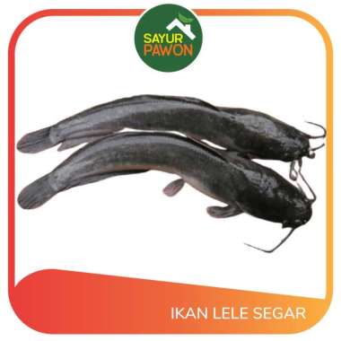 Ikan Lele Segar per 500 gr - Sayur Pawon Jogja