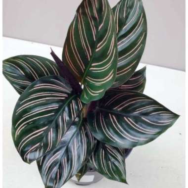 Calathea Ornata Sanderiana-Calathea Batik