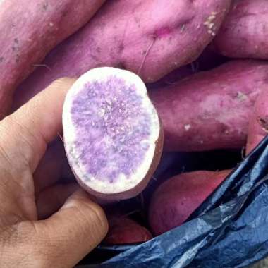 jual bibit stek ubi jalar ungu 1000 / bibit kulit ungu daging ungu Ungu