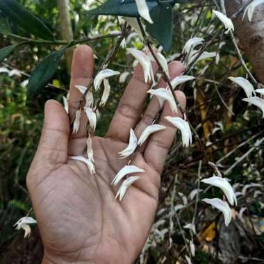 bibit anggrek merpati dewasa siap berbunga jual perpaket