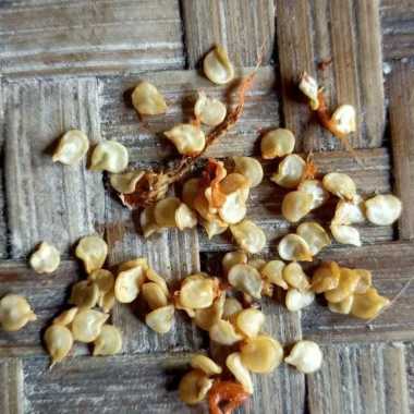 jual benih biji cabe rawit cabe setan lokal organik isi 100 biji