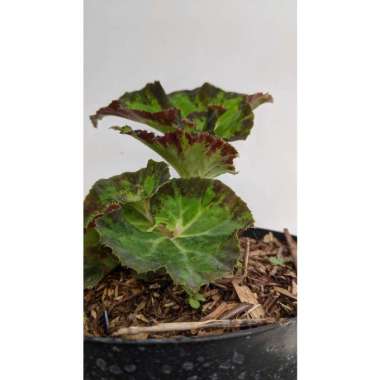 Tanaman Hias begonia froggy - bibit bunga begonia kodok - Plantstara