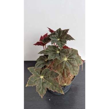 Tanaman Hias begonia bintang - bibit bunga begonia black velvet - plantstara