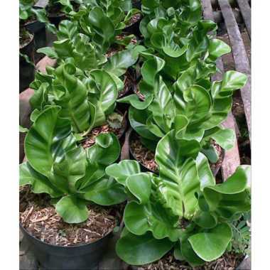 Tanaman Hias Kadaka - Berbagai macam variasi Kadaka Lasagna