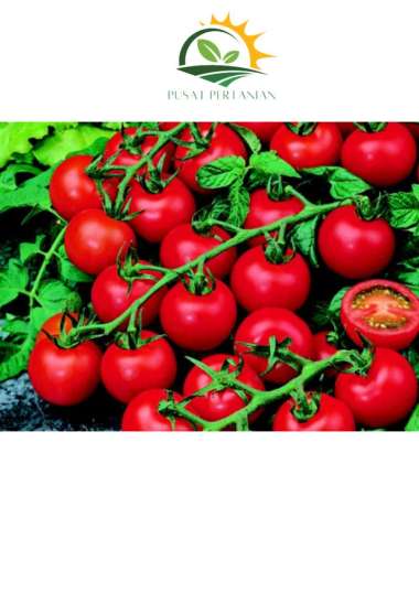 BENIH TOMAT MINI MERAH RED CHERRY 3 BIJI bibit sayur buah tomat cherry ceri merah import F1 IMPORT M