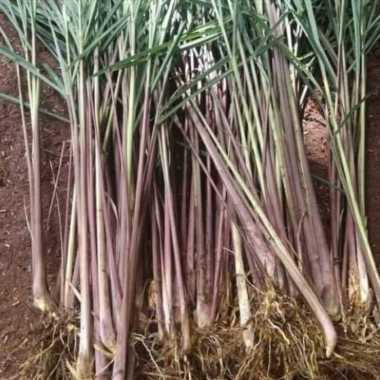 Ready 1 kg sereh merah sereh wangi