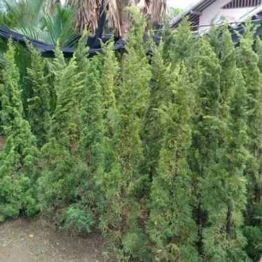 Tanaman cemara lilin 2 meter--Pohon cemara lilin -