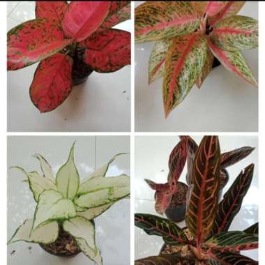 Red Sumatra Harga Terbaru Maret 2021 Blibli