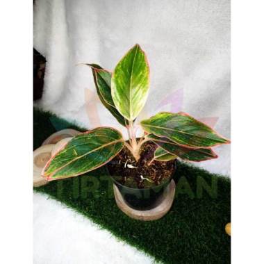 Aglaonema Lipstick (Aglaonema Siam Aurora) Indonesia