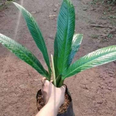Tanaman Hias Lynette - Philodendeon Linet - Philodendron