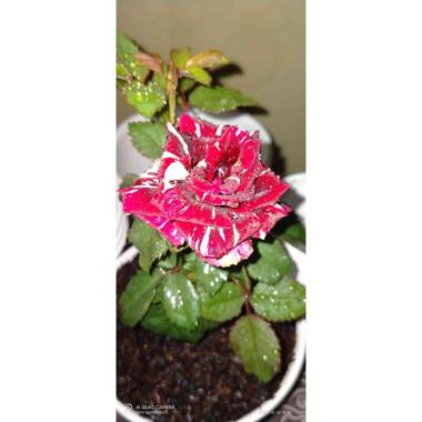 Bunga Hias Hidup Harga Terbaru Februari 2021 Blibli