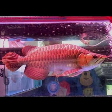 Ikan arwana super red SB king Semi king