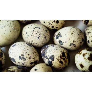 Telur Puyuh Fertil Bisa Ditetaskan 50 Butir putih