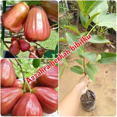 Azzahra berkah bibitku tanaman buah jambu madu delima