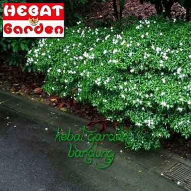 saberna mini-tabernaemontana dwarf-hebat garden1415