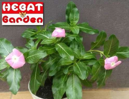 vinca gantung impor hollan pink-Titan Rose Halo Vinca
