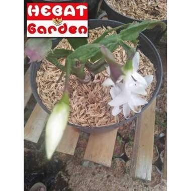 Wijaya kusuma kepiting bunga PUTIH