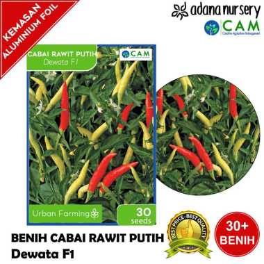 Benih / Biji Cabai Rawit Putih - Dewata F1 - Repack 30 Seeds