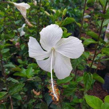 Tanaman Hias Kembang Sepatu / Hibiscus Hawaii Putih