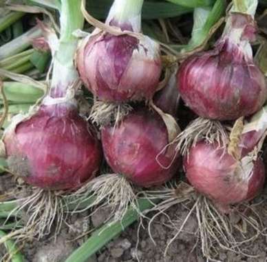 Bibit Unggul Bawang Merah Lokananta F1 | Benih Bawang Merah Lokananta