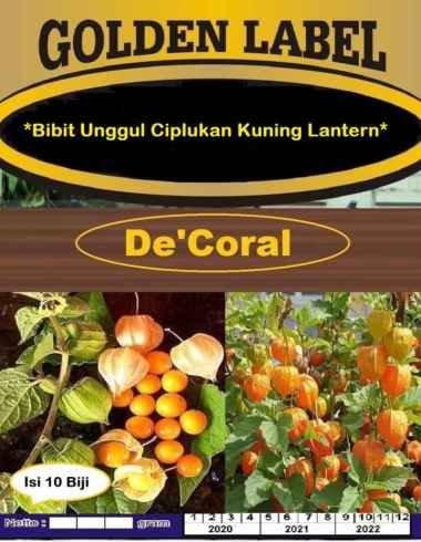 Bibit Unggul Ciplukan Kuning Lantern | Benih Ciplukan Kuning