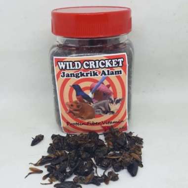 JANGKRIK ALAM KERING WILDCRICKET KEMASAN TOPLES AKAN BURUNG PEMAKAN SERANGGA HAMSTER SUGAR GLIDER AR